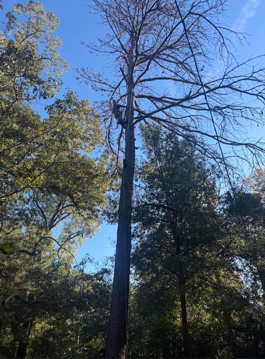 High canopy tree trimming in progress