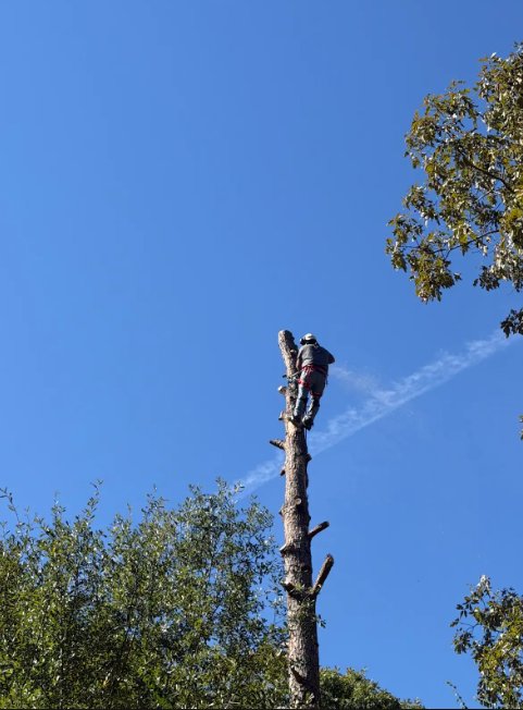 Climbing and pruning a tall pine