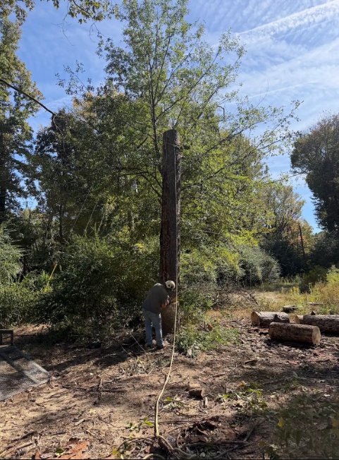 Trimming and limbing up a mature tree